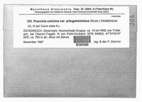 Puccinia caricina image